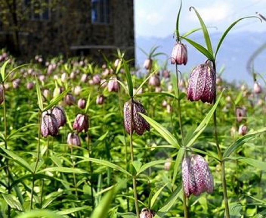 川贝的功效与作用(川贝母) - 行就行