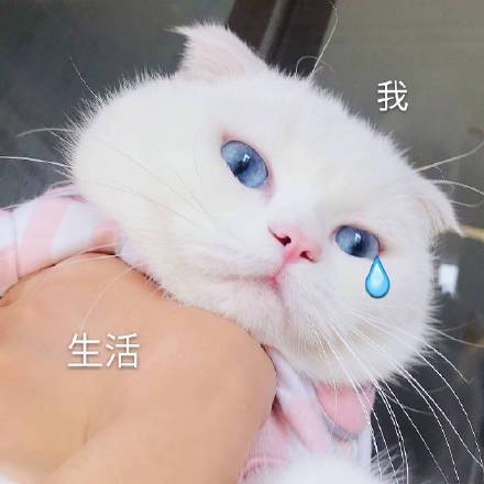 猫咪表情包合集｜你都没有胸，凶什么凶