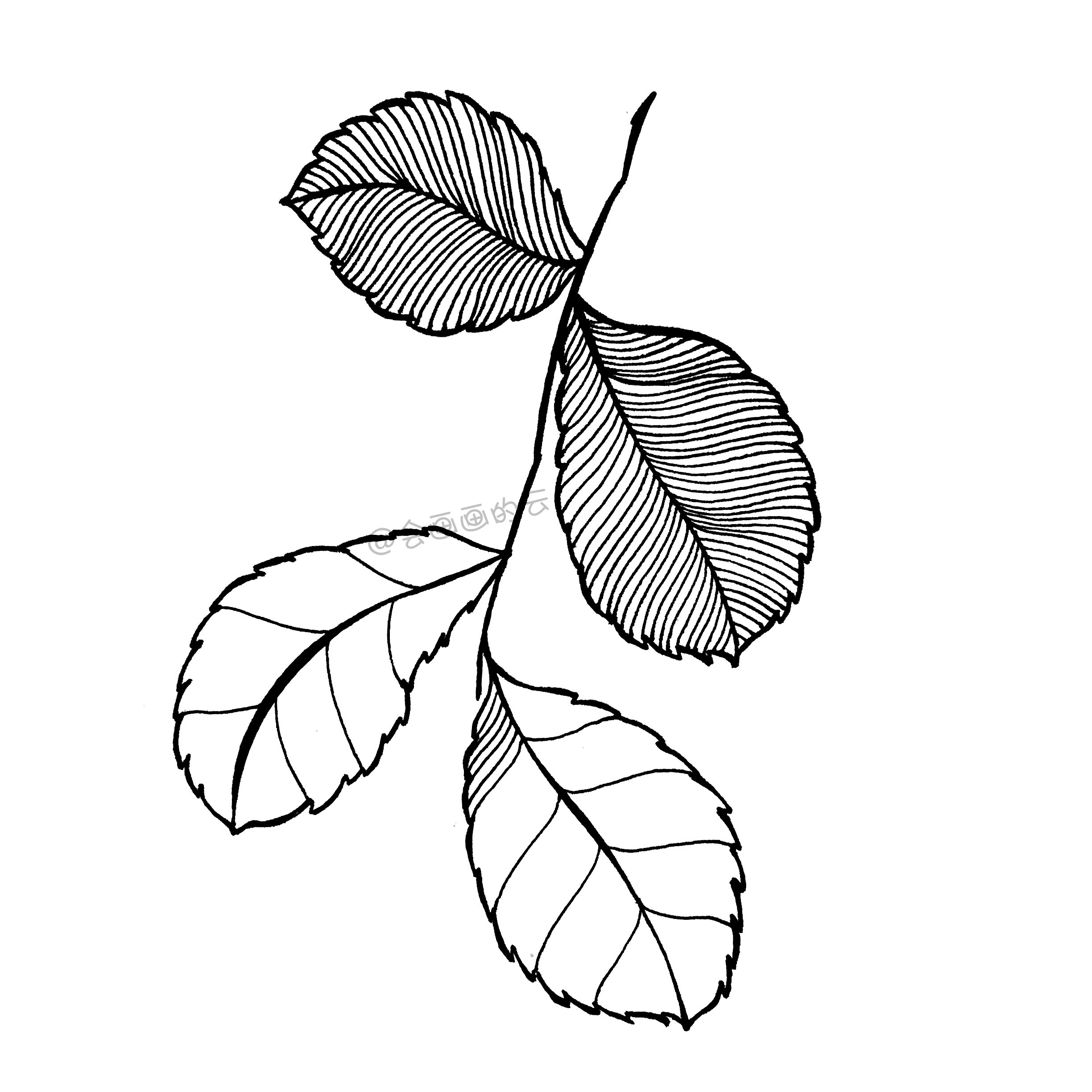 一支笔就可以画的简笔画,6款叶子带你进入线描世界