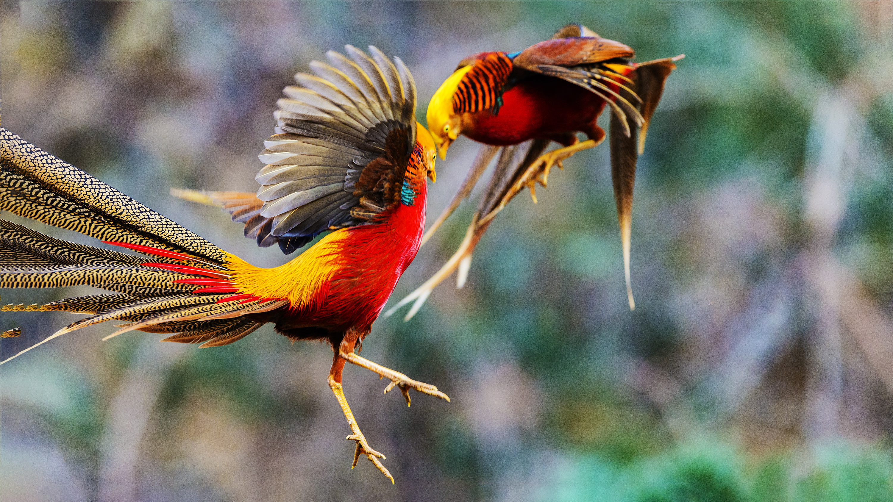 世界上最好看的鸟(世界上最漂亮的鸟类中国的特产)