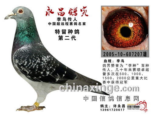 74岁飞公棚冠军 许永昌：我用的仍然是李鸟！