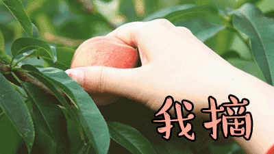 西瓜和桃子一起吃会产生剧毒？很多人对此毫不知情…