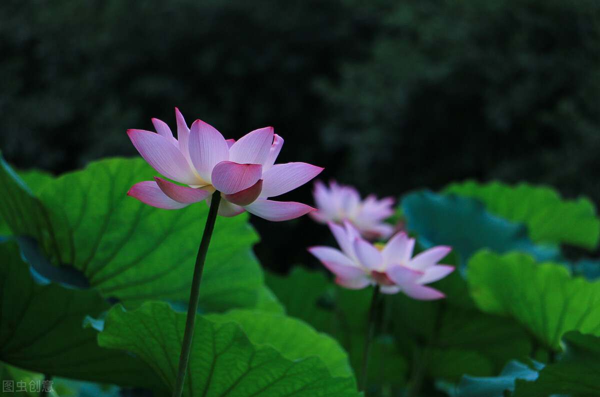 散文：追赶花期