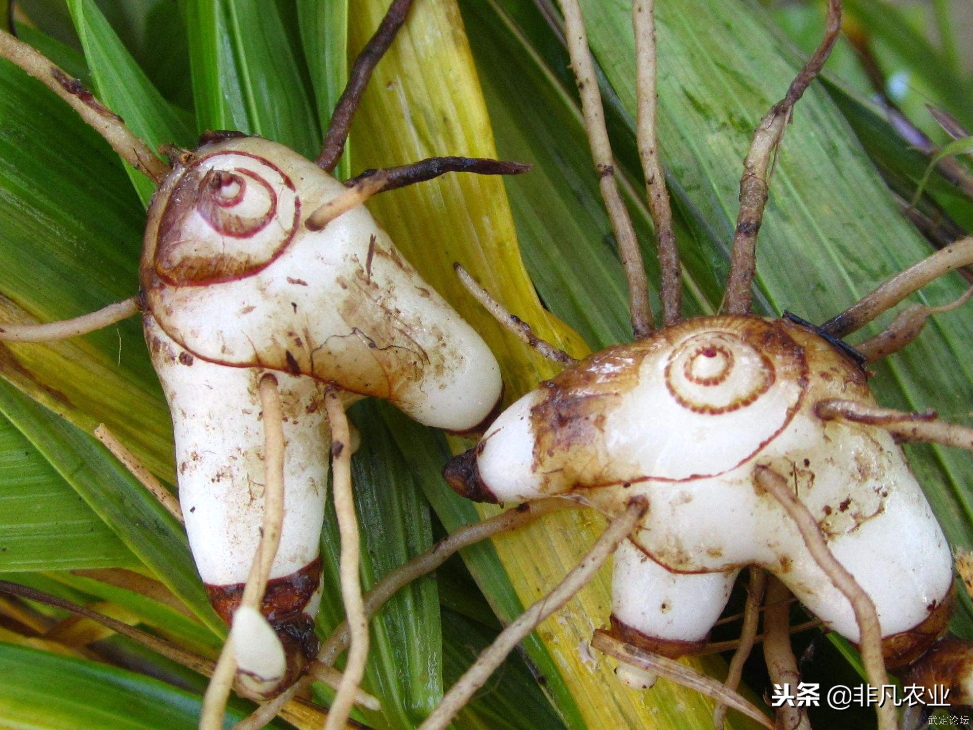 中药材白芨，种植前景怎么样？2018年市场行情如何？能不能赚钱？