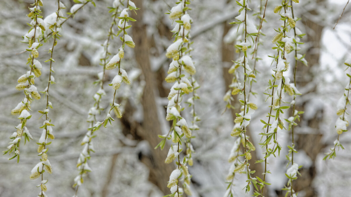 冬雪厚重，春雪灵动，多少调皮可爱的雪花在古诗词里跳跃