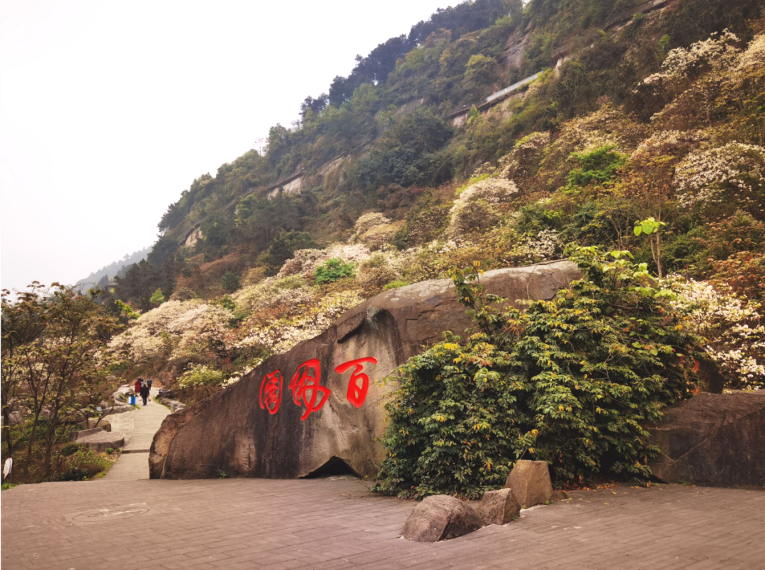 清明节去哪玩？重庆这些地方值得去踏青