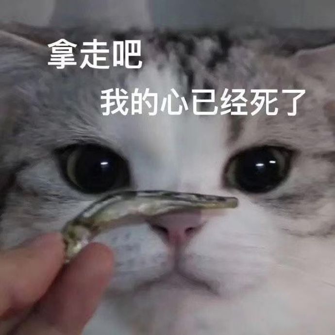 猫猫表情包合集｜你是猪头吗？