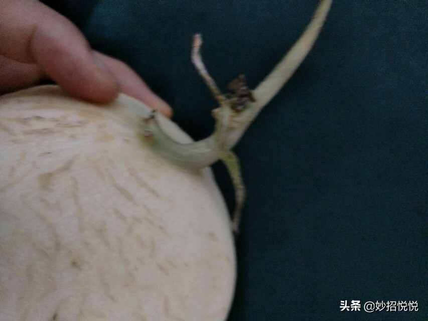伊麗莎白瓜,伊麗莎白瓜的營養價值及功效與作用