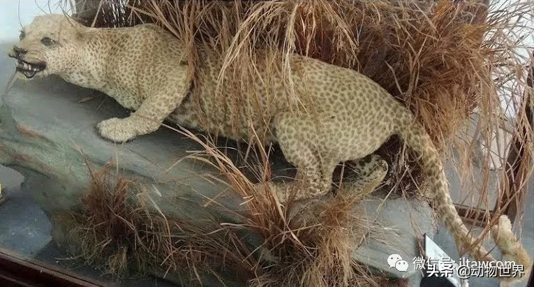 桑给巴尔豹图片（已经灭绝的非洲豹桑给巴尔豹百科）