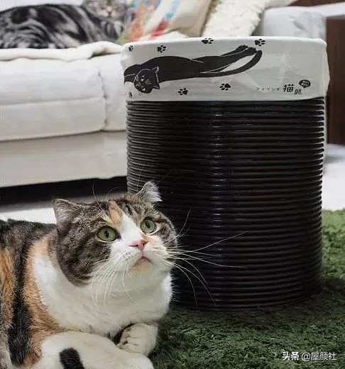 没有做不到只有想不到，猫奴国日本的定制系家居，撸猫也瑟瑟发抖