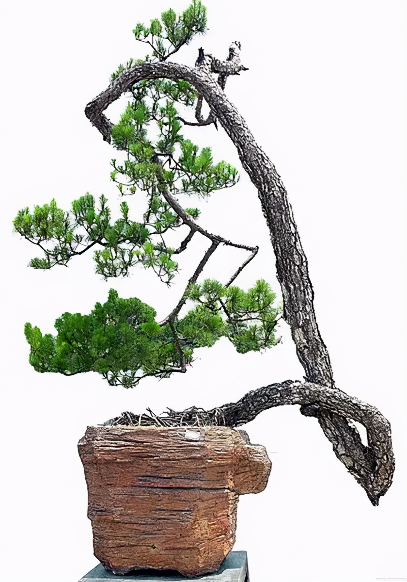 松树盆景养护与管理(从零学会的松树盆景造型技艺)