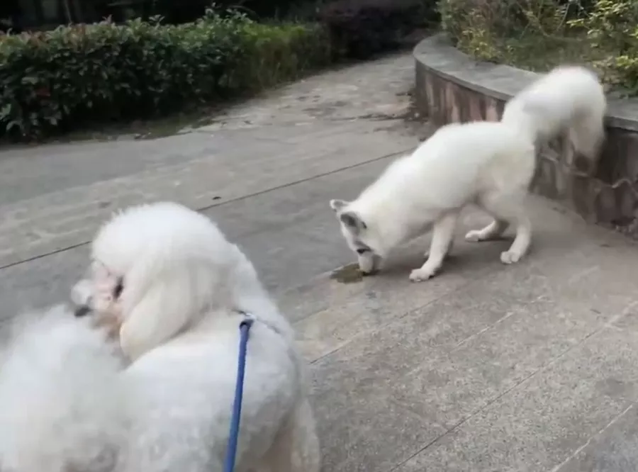 扬州一小区惊现白狐!哪来的?
