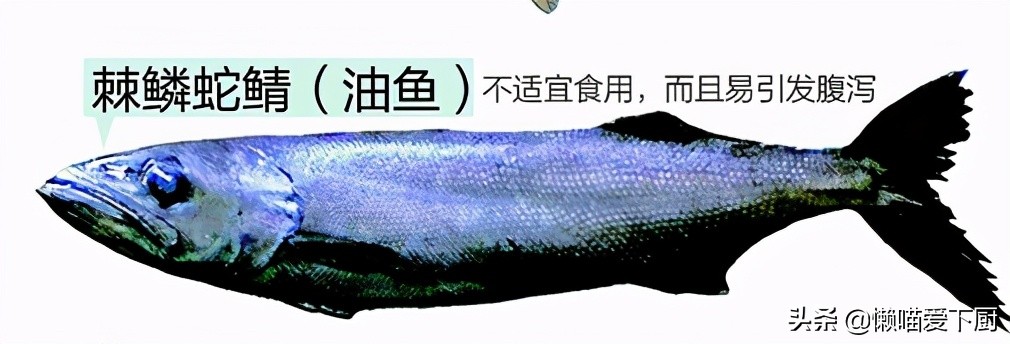 油魚和鱈魚的區別,油魚和鱈魚的區別圖片