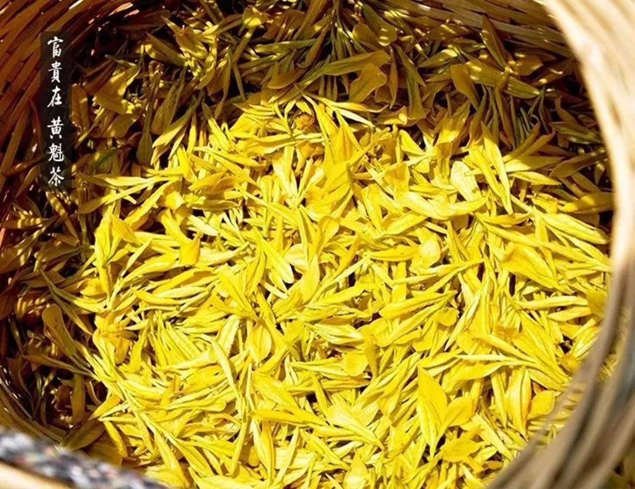 细说黄茶的"闷黄"工艺,由绿变黄,茶叶经历了怎样的历练过程