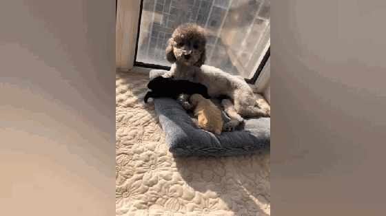 网友小钊家就养了一只可爱的狗狗,是一只一岁多狗龄的泰迪犬,前不久还