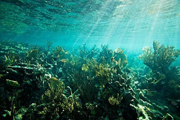 深海100000米以下生物(马里亚纳海沟里面是什么样子的？其中有什么人类未知的东西？)