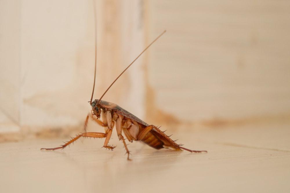 澳洲大蠊蟑螂图片图片