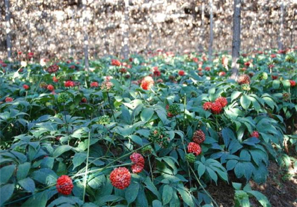云南白药植物怎么养忌讳什么精心整理