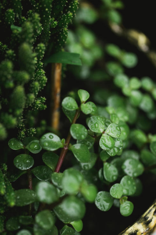 「诗词鉴赏」梅雨季节​，一起欣赏美丽的梅雨诗词