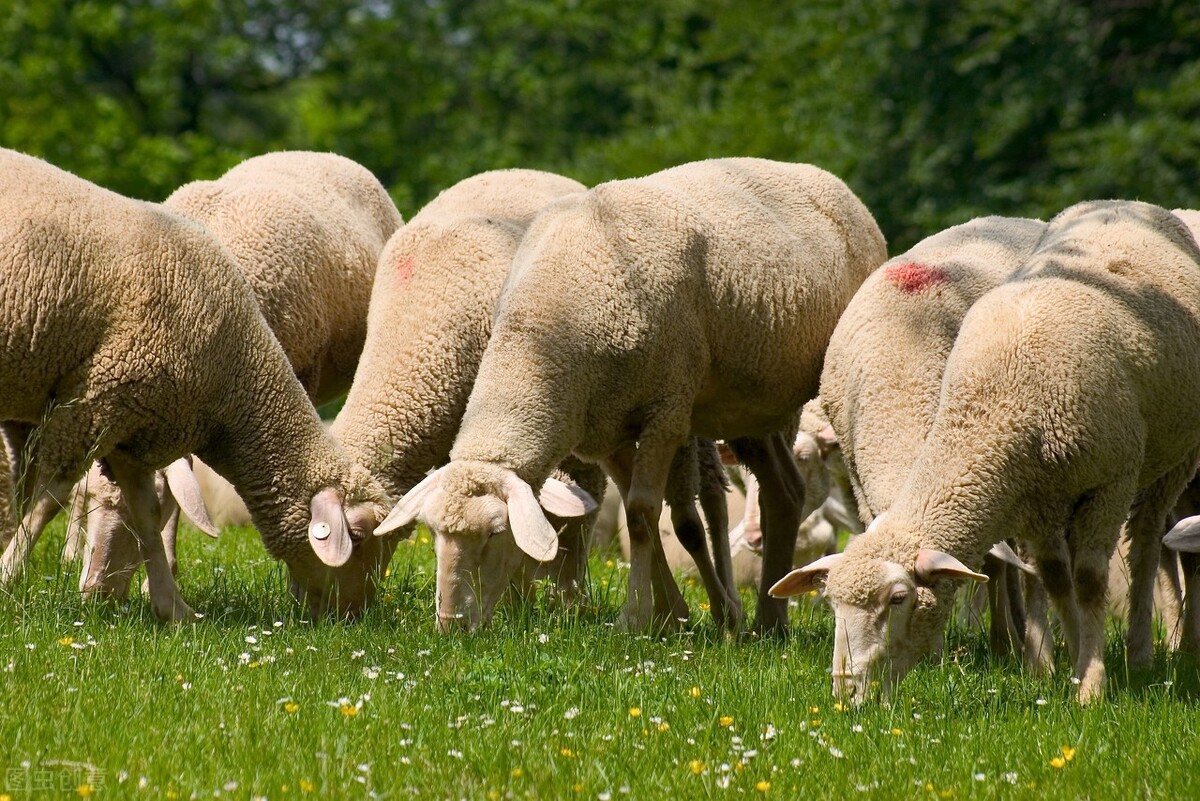 羊片形吸虫病的危害有哪些？羊片形吸虫病如何预防？