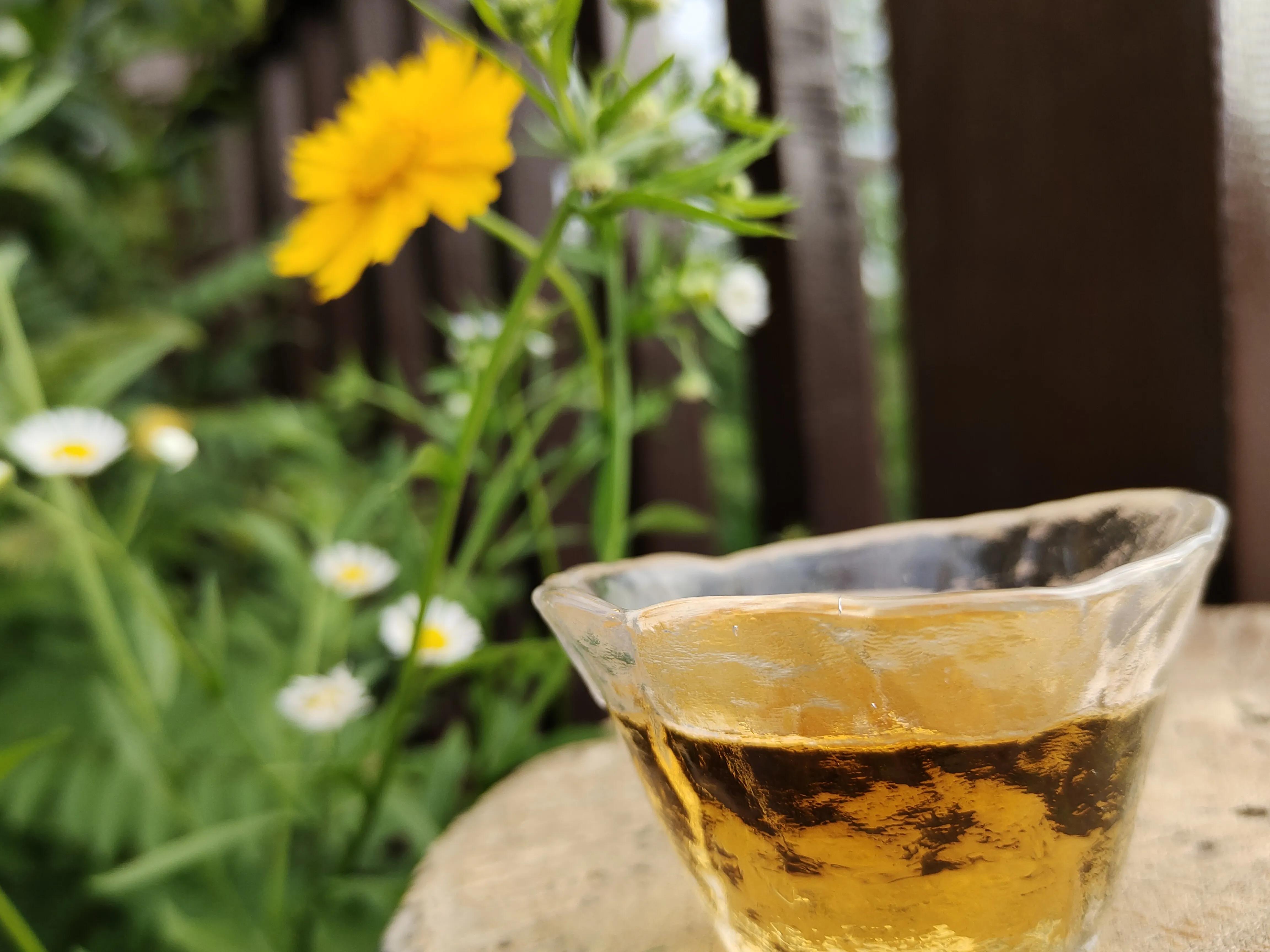 泡上一壶茶, 读上一本书 ,窗帘半开斑驳的阳光洒在身上, 洒在茶杯上