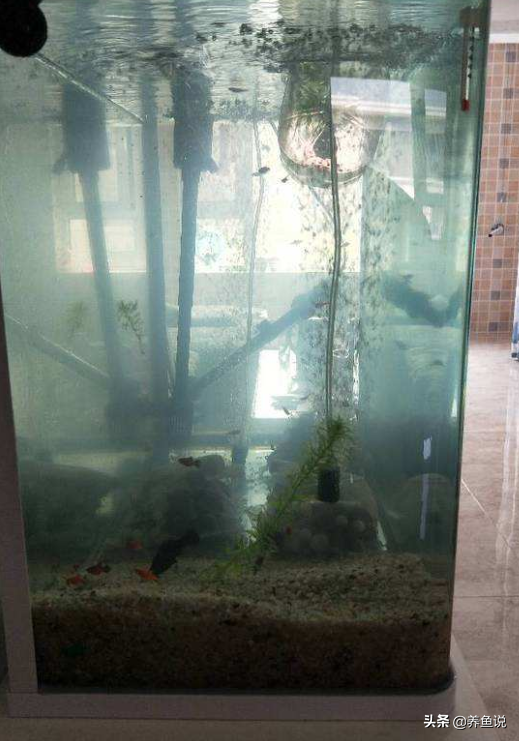 鱼缸水质发白变浑浊，加净水剂是个坑，告诉你真正原因及解决方法