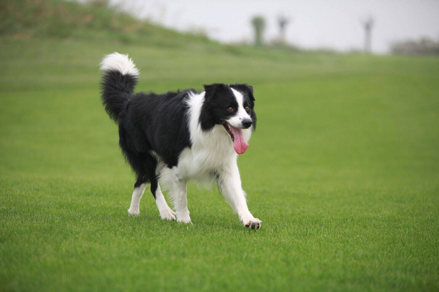 宠物狗边境牧羊犬详细介绍，关于边境牧羊犬的资料