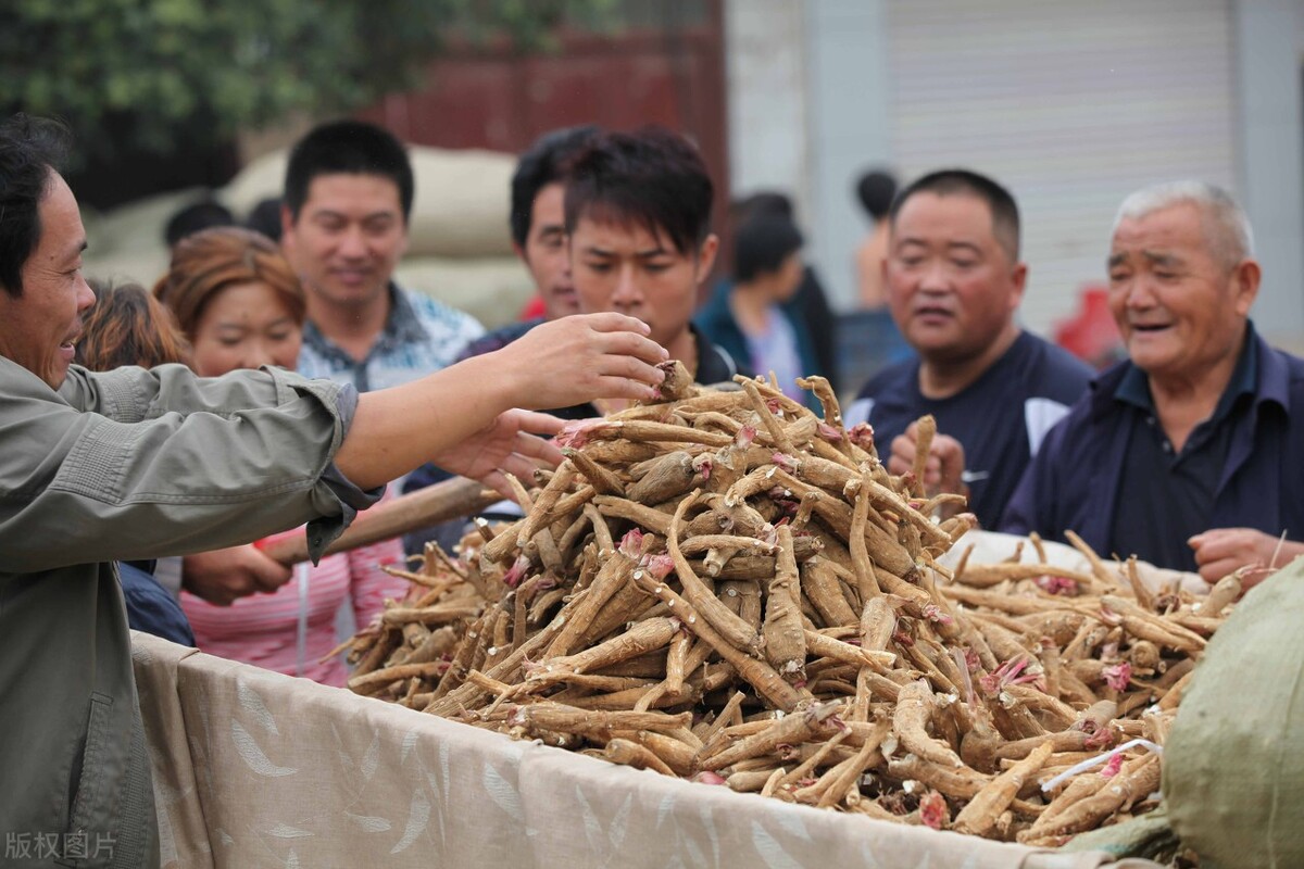 柑价涨幅50%，商贩抢购，陈皮飙涨至150元，可入手“新皮”吗？