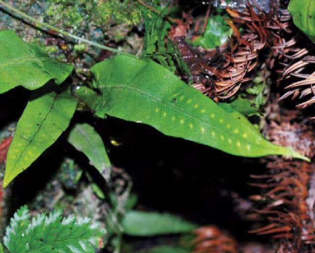 七星剑的功效与作用(农村老砖墙) - 行就行