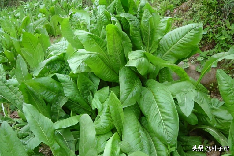 一年四季都能收割的牧草？要產(chǎn)量高，多年生的？耐寒耐熱，又耐旱