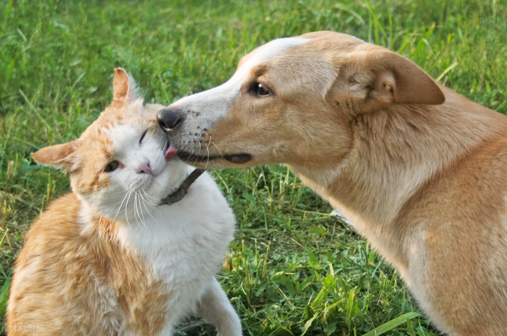 被猫抓了怎么办 被猫咬伤会得狂犬病吗？