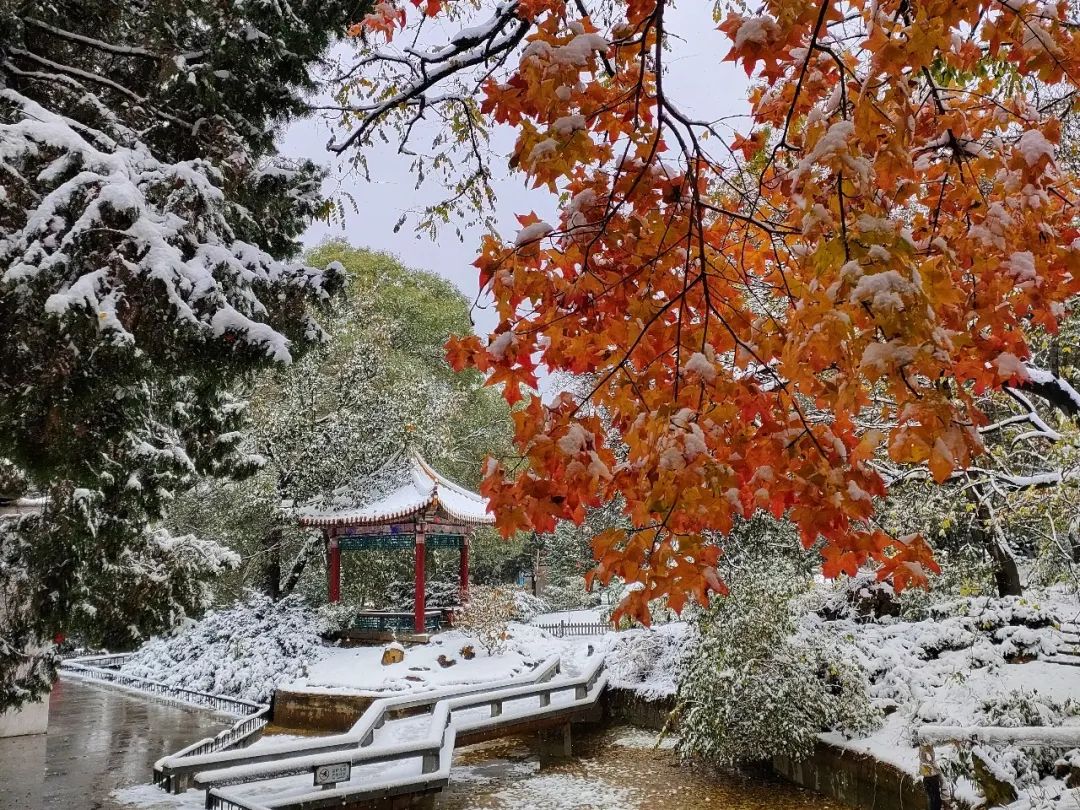 秋与冬的相遇，大连下雪了