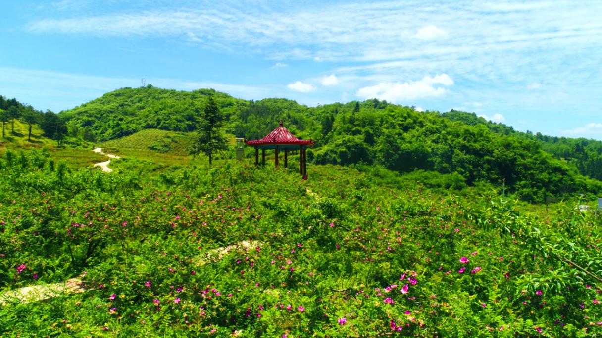龙里龙架山森林公园门票价格(官宣) - 价格百科