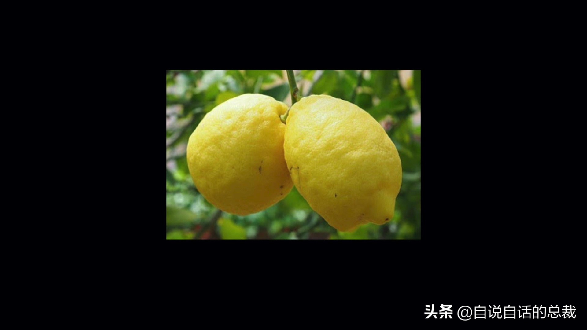 全世界的柠檬都读Lemon？这背后有一个刻在8号染色体上的上古故事