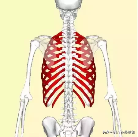 瑜伽练习中,常见的“肋骨外翻”如何解决?