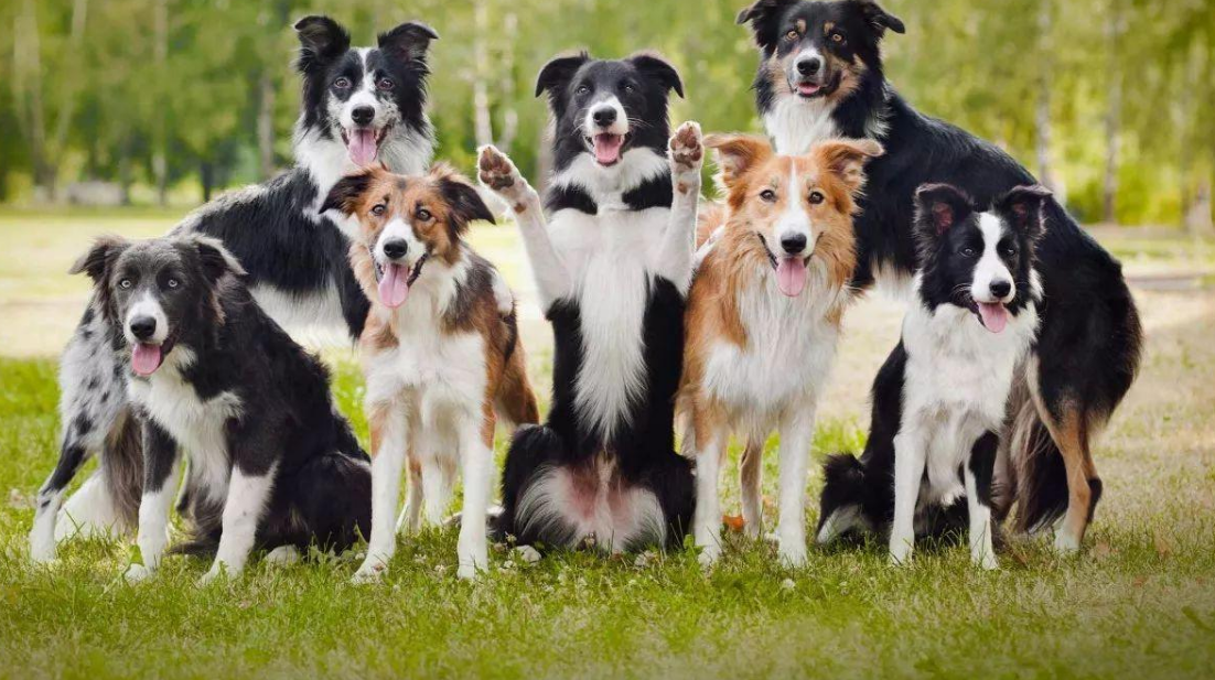 降!降!降!边境牧羊犬的价格下降了,为何养的人反而少了?