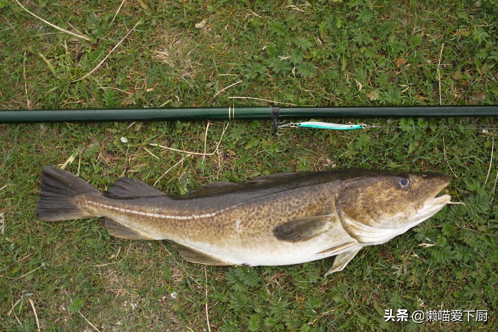 油魚和鱈魚的區別,油魚和鱈魚的區別圖片