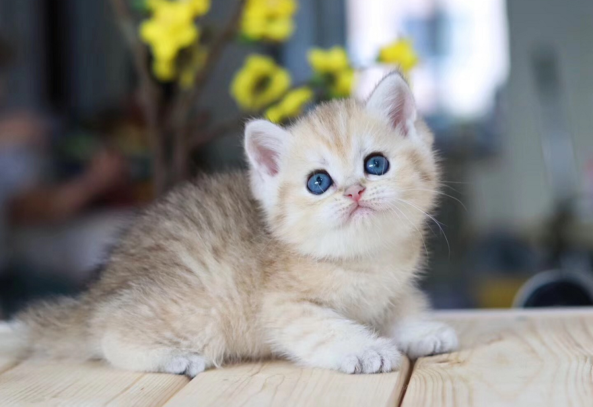 金渐层猫是英短里的土豪金，3款常见色，哪一款让你“更爱”？