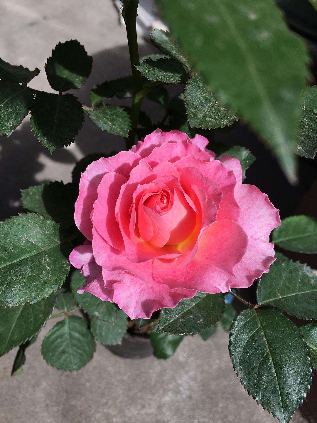 颜色也是粉红,很仙的颜色,很美的.