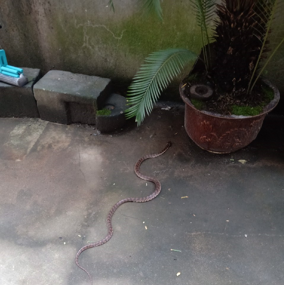 广东东莞一小区内居民饲养蛇类,小区里能养蛇吗?