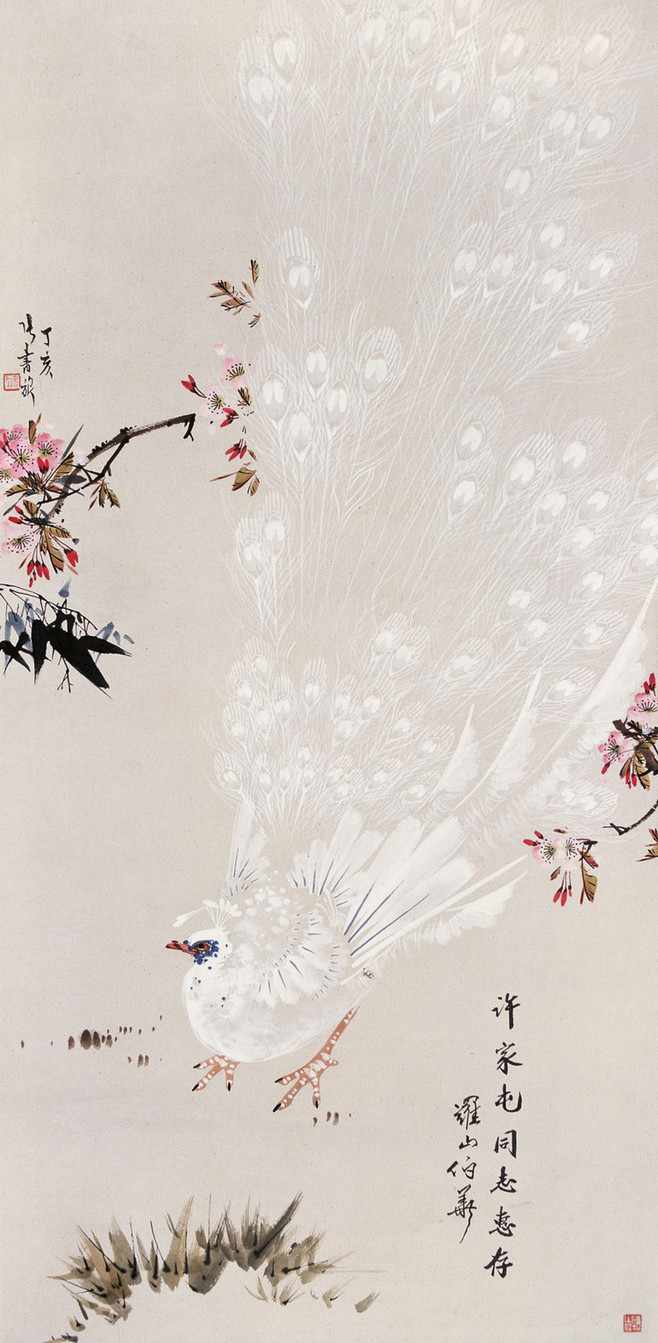 孔雀东南飞！高贵、冷艳的白孔雀