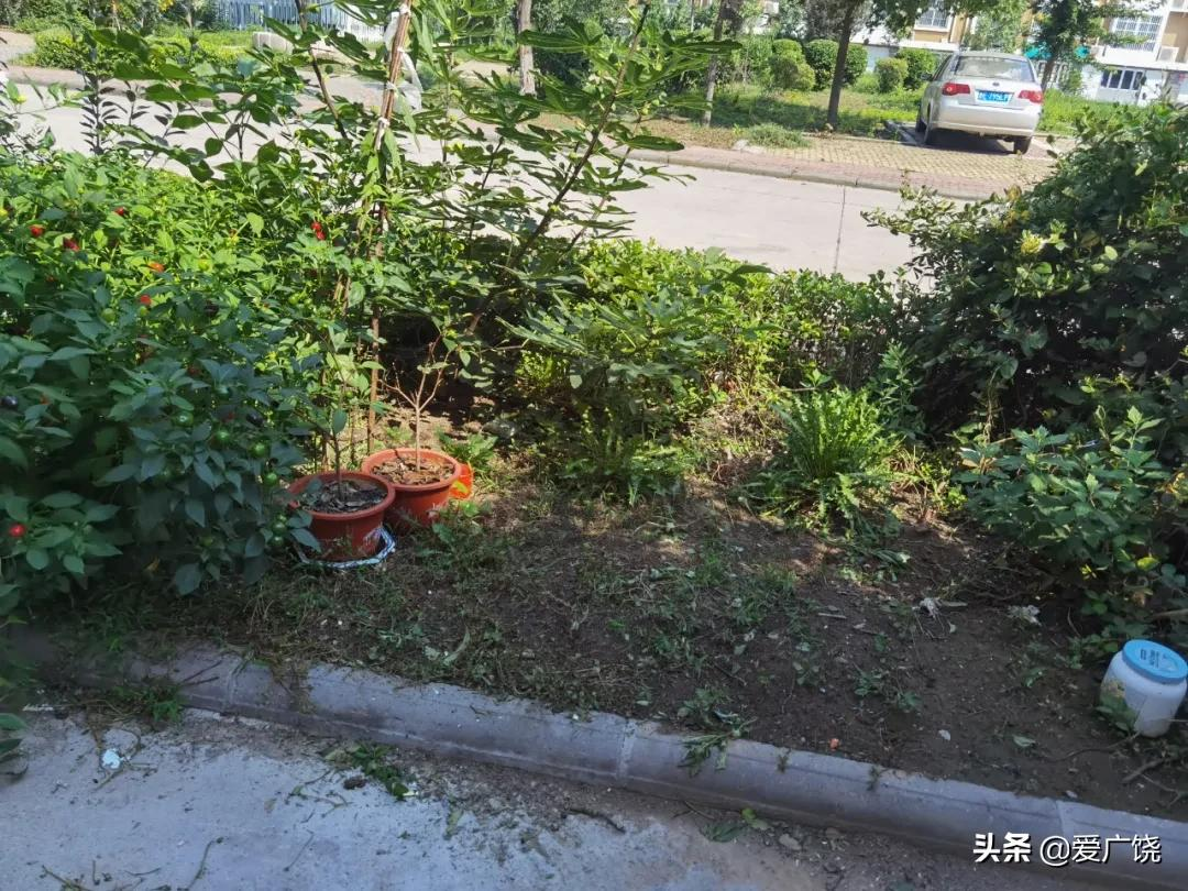 屡禁不止！！广饶同和、同悦、新城花园小区被实名曝光