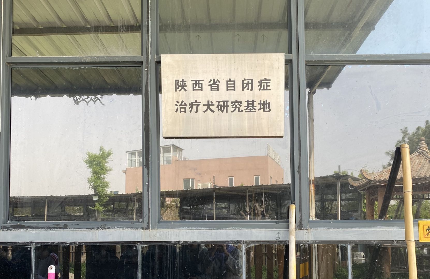 什么是2000万人关注的导盲犬基地？在这里，狗和志愿者才是主角