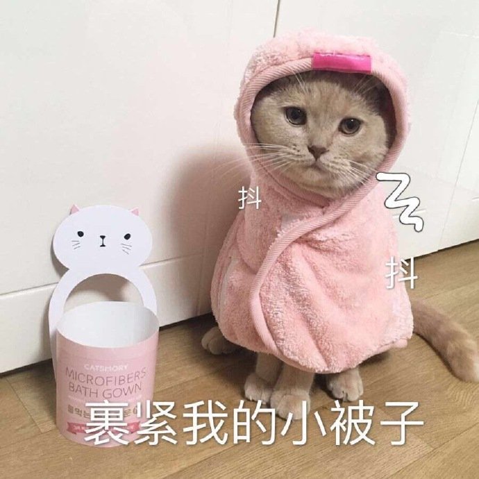 可爱的猫咪表情包合集｜哥哥，出来玩吗