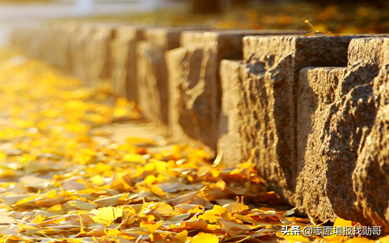 东北财经大学官网（这所财经大学）