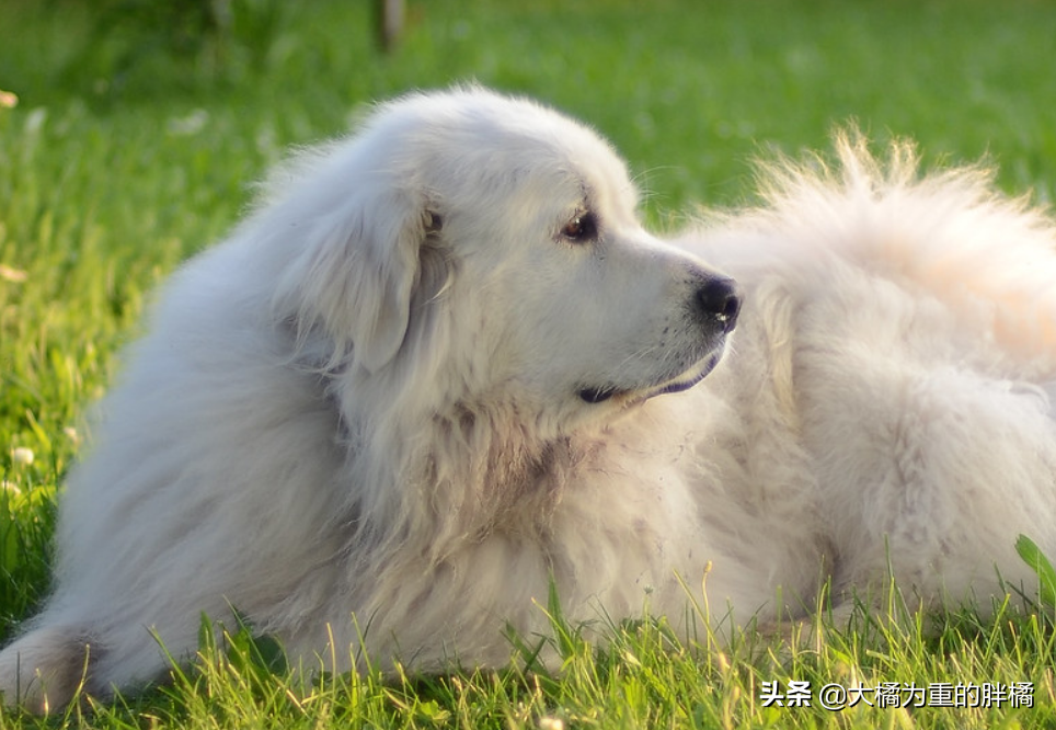 谁说大型犬不能居家喂养！这5种狗狗体型虽大却温柔，肯定不拆家