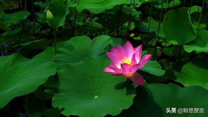 观鱼诗词精选二十四首 我嗟不及群鱼乐，虚作人间半世人