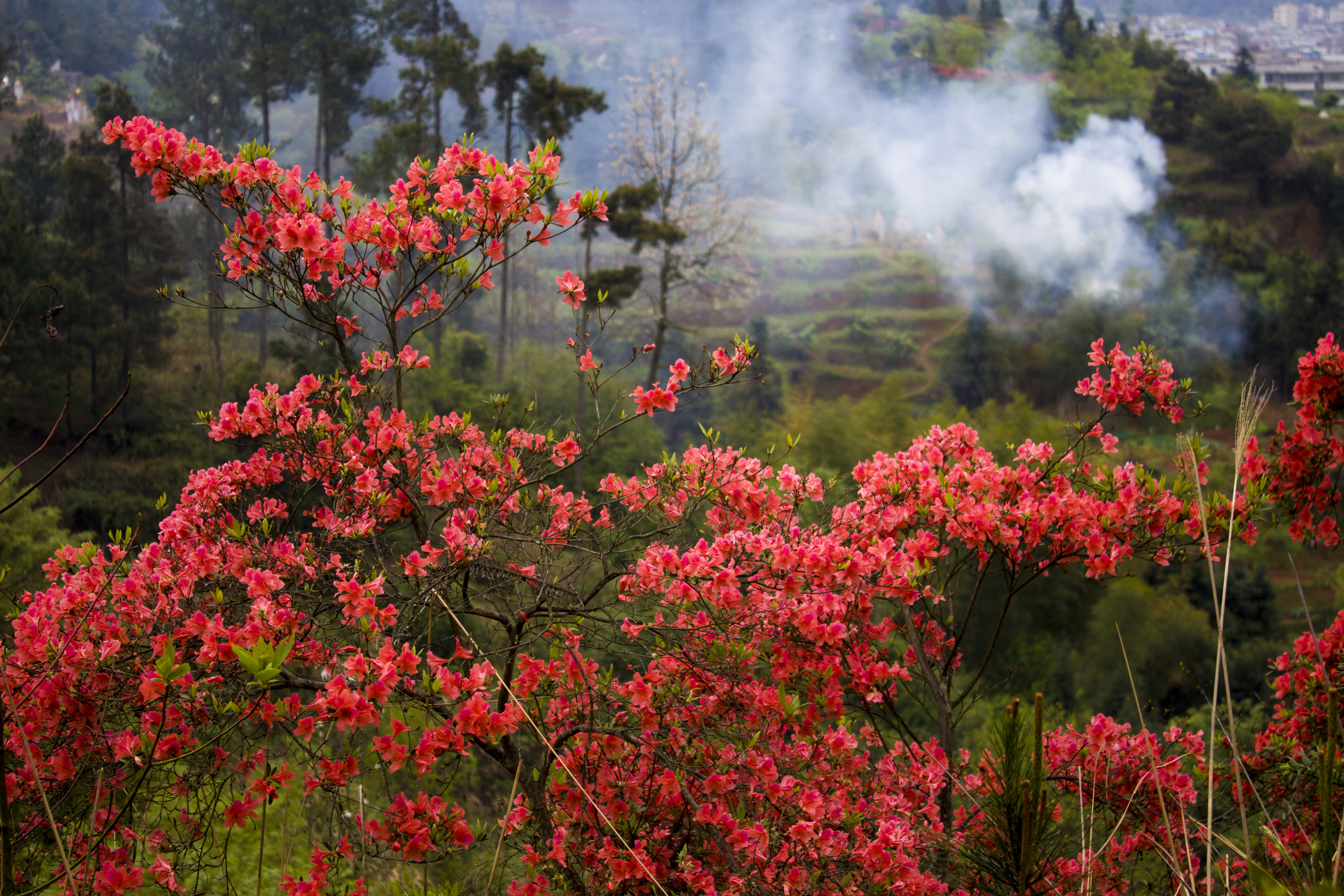 映山红开,漫山遍野,红霞似火