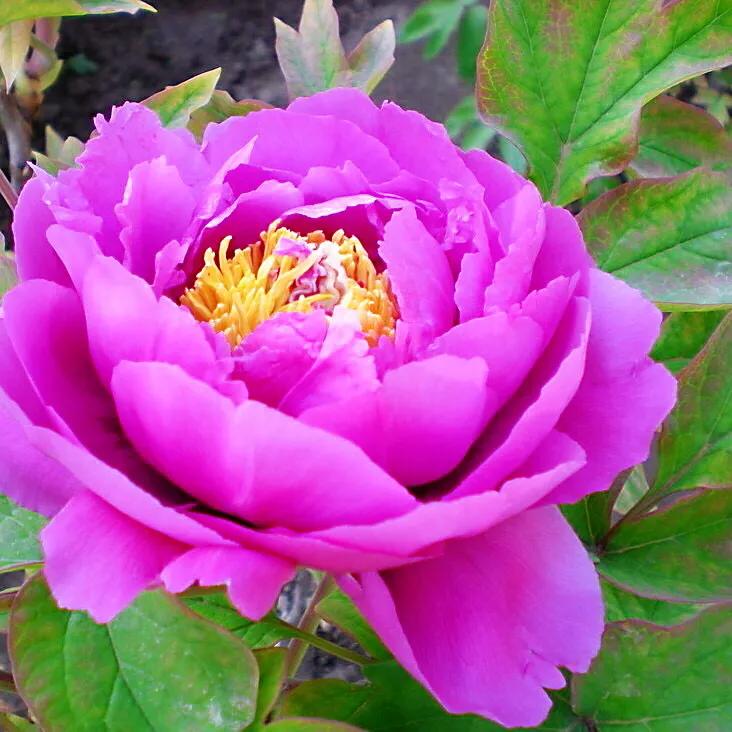 观赏牡丹四大名品:姚黄,魏紫,豆绿,赵粉欣赏