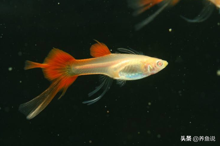 孔雀魚的繁殖,孔雀魚的繁殖周期是多少天